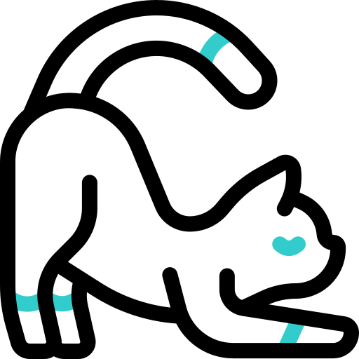 Katze